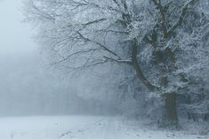 a snow covered road in front of a tree with no leaves on it and foggy skies