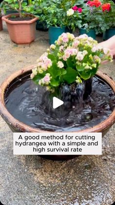 a potted plant with flowers in it and the caption reads, a good method for cutting hydrangea with a simple and high survival rate