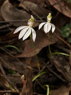 two white flowers with green centers in the woods