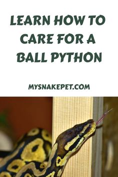 a large snake with the words learn how to care for a ball python on it