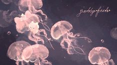 some very pretty jellyfish floating in the water together with words underneath them that read, seaflopies