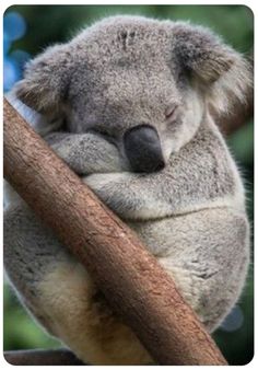 a koala sleeping on top of a tree branch with its eyes closed and head resting on it's back