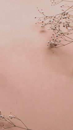 some white flowers on a pink background