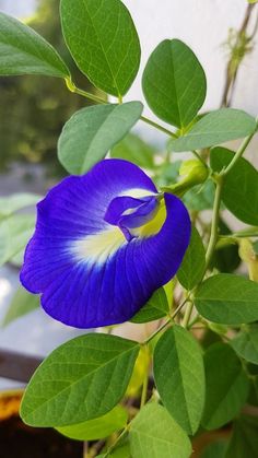 a blue flower with green leaves in the background