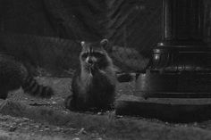 two raccoons sitting on the ground in front of a fenced in area