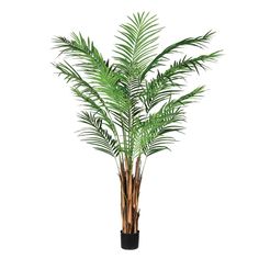 a palm tree in a black pot on a white background