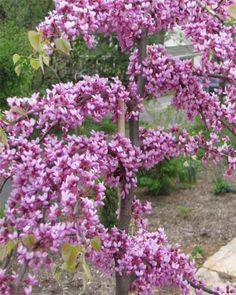 purple flowers are blooming in the garden