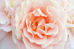 a pink flower with water droplets on it's petals is shown in close up