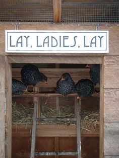 four chickens sitting on top of hay in a wooden structure with a sign that says lay ladies, lay