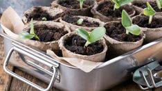 several seedlings are growing in small pots on a table with gardening utensils