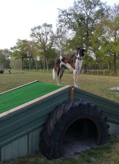 a dog standing on top of a green roof next to a large tire in the grass