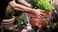 a person is holding a potted plant in their hand and touching it with both hands