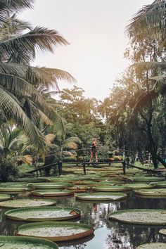 people are standing on the edge of a pond with lily pads and palm trees in the background