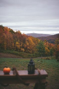 an orange sitting on top of a wooden bench next to a forest filled with trees