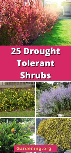 different types of flowers and shrubs with text overlay that reads 25 drought tolerant shrubs