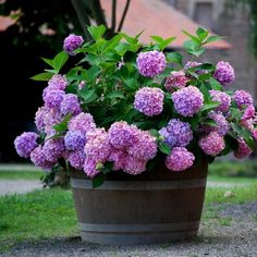 a potted plant with purple flowers sitting on the ground in front of a building