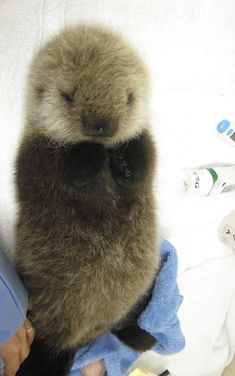 a stuffed animal sitting on top of a person's lap next to a bottle