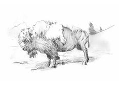 a drawing of a bison standing in the grass