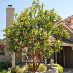 a tree in front of a house on a sunny day