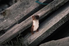 an animal that is standing on some wood