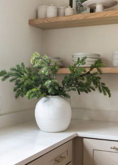 a potted plant sitting on top of a counter in a kitchen next to white cupboards