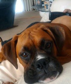 a brown and white dog laying on top of a bed next to a person in a chair