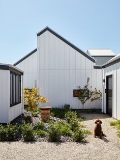 a dog sitting in front of a building with white siding and windows on the side