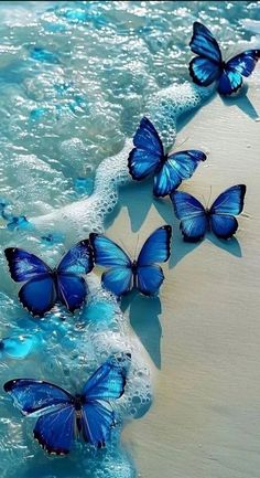 several blue butterflies are flying over the water