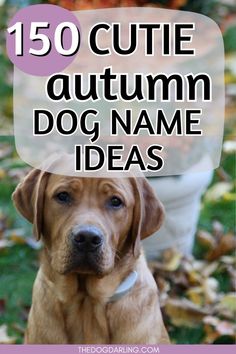 a brown dog sitting in the grass with text overlay that reads 150 cute autumn dog name ideas