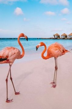 two flamingos walking on the beach with houses in the background