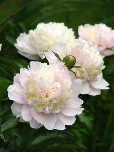 three pink and white flowers with green leaves