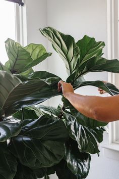 a person is trimming the leaves of a large green plant in front of a window