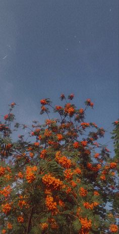 an orange tree with lots of flowers in the foreground and a blue sky behind it