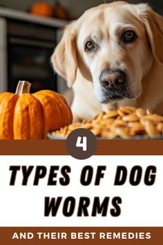 a dog sitting in front of some pumpkins with the title 4 types of dog worms and their best remedies