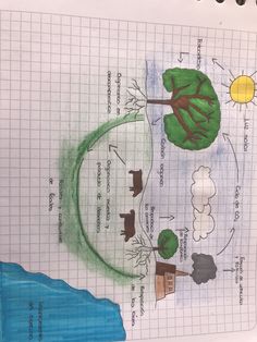 the diagram shows how trees are grown and what they can be used to make them