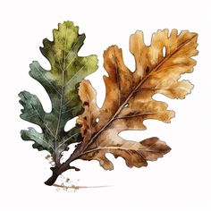 watercolor painting of an oak leaf and acorn