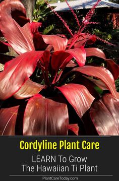 a red plant with the words cordyline plant care learn to grow the hawaiian tii plant