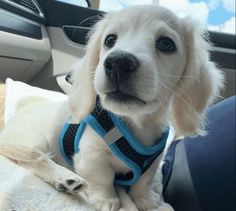 a white dog wearing a blue harness sitting in the back seat of a car,