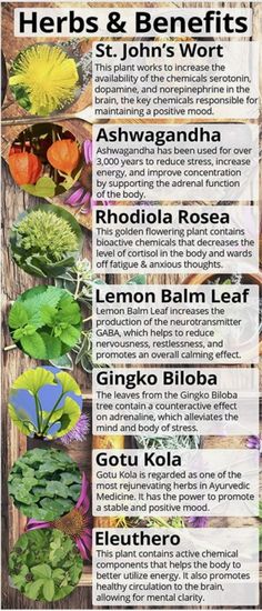 Herbs And Benefits, Medicinal Herbs Garden, Calm The Mind, Magia Das Ervas, Medical Herbs, Mood Support, Natural Healing Remedies, Herbal Healing, Home Health Remedies