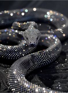 a black and white snake with lots of sparkles on it's head, in front of a black background