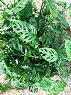 a close up of a green plant on a table cloth with other plants in the background