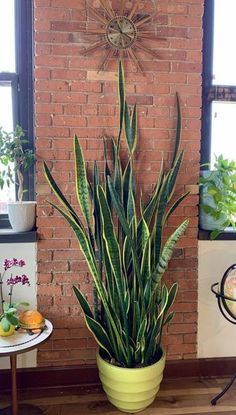 a houseplant in a yellow pot on a wooden floor next to a brick wall