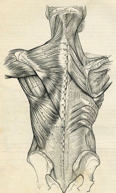 an old book with muscles and muscle diagram on it's back side, showing the upper part of the lower body