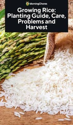 white rice and asparagus on a wooden table with the title growing rice planting guide, care, problems and harvest harvest