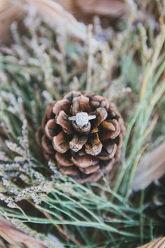 a pine cone sitting on top of some grass