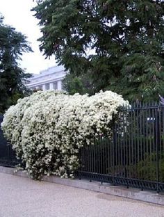 white flowers are growing on the side of a black fence in front of a building