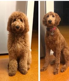 two dogs sitting on the floor next to each other