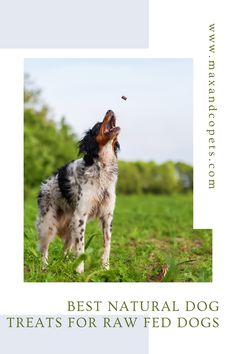 a dog standing on top of a lush green field