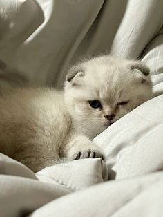 a small white kitten laying on top of a bed