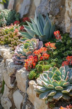 there are many succulents growing in the rocks